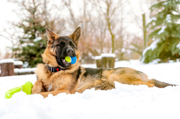 A german shepherd puppy dog playing with a ball at winter