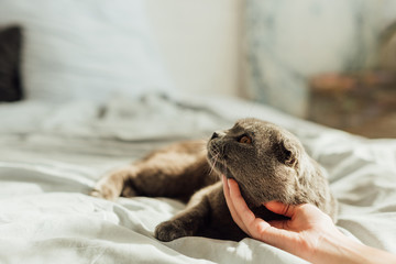 cropped view of young woman stroking scottish fold cat at home with copy space © LIGHTFIELD STUDIOS