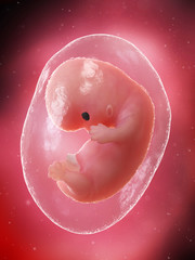 3d rendered medically accurate illustration of a fetus - week 8