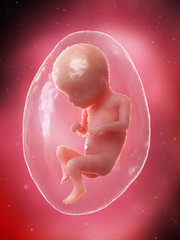 3d rendered medically accurate illustration of a fetus - week 16