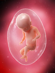 3d rendered medically accurate illustration of a fetus - week 22