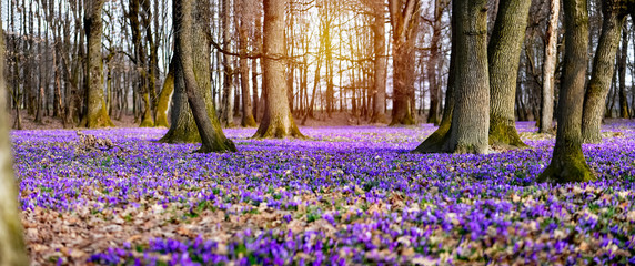 Amazing panoramic spring landscape with carpet of violet flowers -Crocus heuffelianus - in Carpathian forest