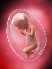 3d rendered medically accurate illustration of a fetus - week 23