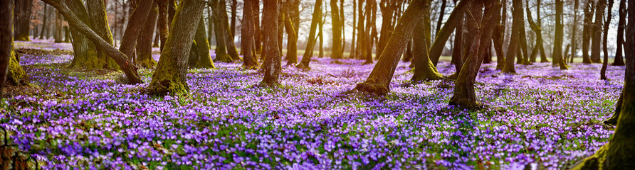 Amazing panoramic spring landscape with carpet of violet flowers -Crocus heuffelianus - in...