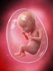 3d rendered medically accurate illustration of a fetus - week 27