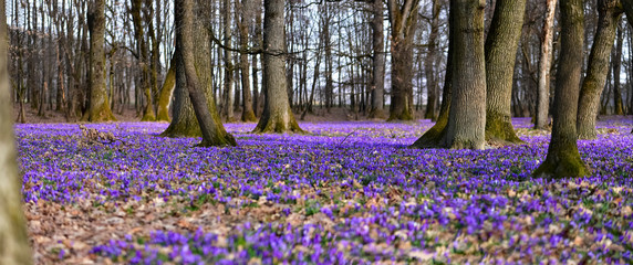 Amazing panoramic spring landscape with carpet of violet flowers -Crocus heuffelianus - in...