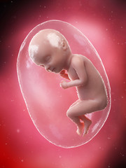 3d rendered medically accurate illustration of a fetus - week 33