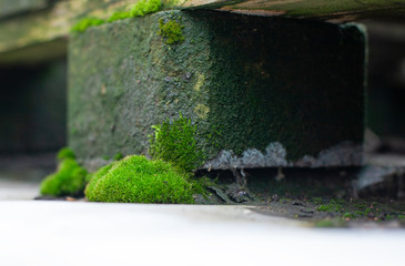  Growing moss