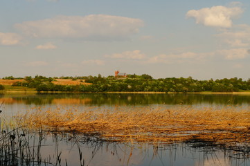 Reeds by the lake. Beautiful grass near the shore.