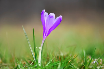 Fototapeta premium First spring violet flowers - Crocus heuffelianus in Carpathian mountains