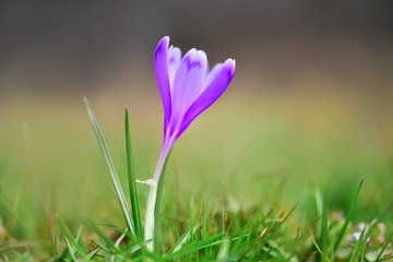 First spring violet flowers - Crocus heuffelianus in Carpathian mountains