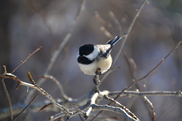 Black-capped Chickadee on a Branch