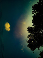 Fototapeta premium tree and moon