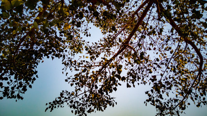 autumn leaves on blue sky