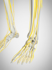 Obraz na płótnie Canvas 3d rendered medically accurate illustration of the nerves of the foot