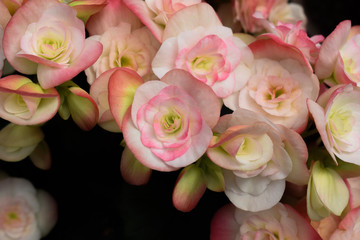 Small Pink Roses