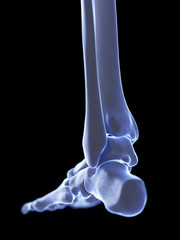 3d rendered medically accurate illustration of the ankle joint