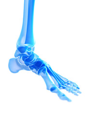 3d rendered medically accurate illustration of the ankle joint