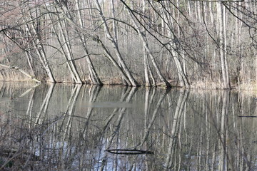 Odbite w wodzie drzewa, kra na wodzie.