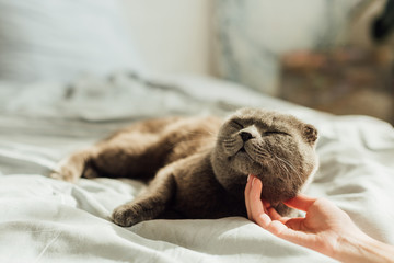 partial view of young woman stroking scottish fold cat at home