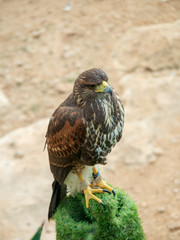 Beautiful brown hawk at Malta