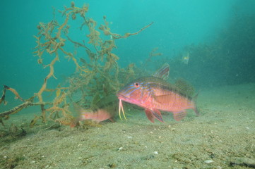 Fototapeta na wymiar Colorful goatfish (striped red mullet) Upeneichtys Lineatus with clearly visible barbels posing on flat silty bottom of Whangateau Harbour.