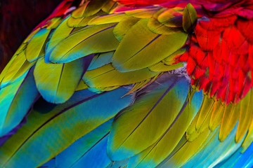 Obraz premium Close up of blue-and-gold macaw bird's feathers, exotic nature background and texture.