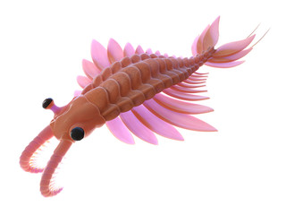 3d rendered illustration of an Anomalocaris