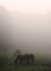 Obraz na płótnie Canvas Horses in Fog