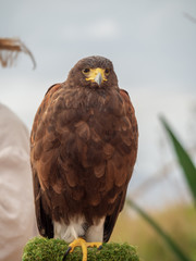 Beautiful brown hawk at Malta
