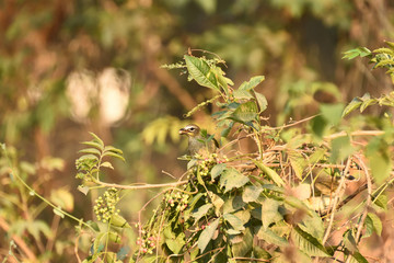 plant, green, nature, leaf, grass, spring, tree, leaves, garden, bush, closeup, fresh, flora, branch, summer, natural, grow, macro, close-up, field, bud, buds, bloom, Babbler, Cherry
