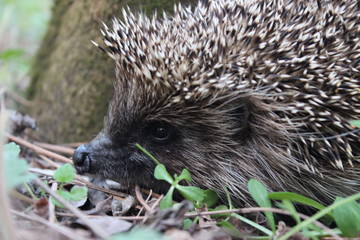 meeting with a wild hedgehog
