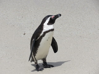 Obraz premium penguin