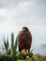 Beautiful brown hawk at Malta
