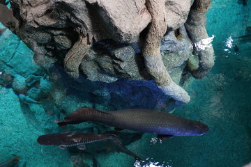 Las Palmas de Gran Canaria, Canary Islands, Spain - 21.12.2018 - Aquarium (Poema del Mar)