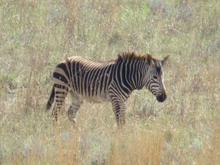 zebra in africa