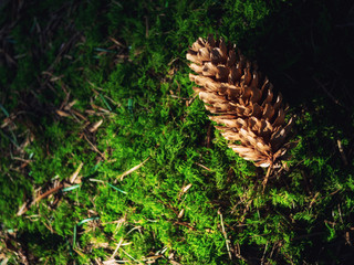 Fresh fallen pine cones lying on the forest ground on a spring day