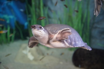 Las Palmas de Gran Canaria, Canary Islands, Spain - 21.12.2018 - Aquarium (Poema del Mar)