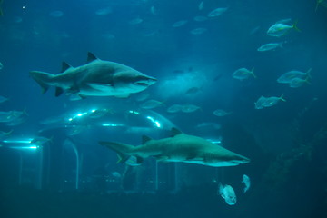 Las Palmas de Gran Canaria, Canary Islands, Spain - 21.12.2018 - Aquarium (Poema del Mar)