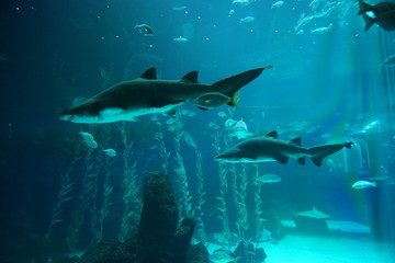 Obraz premium Las Palmas de Gran Canaria, Canary Islands, Spain - 21.12.2018 - Aquarium (Poema del Mar)