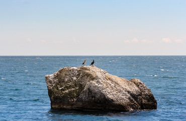 Birds on a rock in the sea.