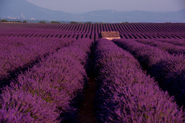 stone house at lavender field