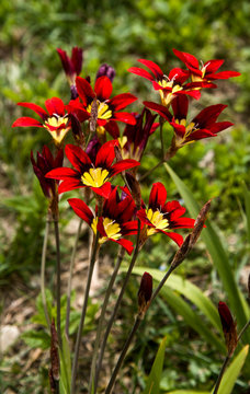 red sparaxis in the garden