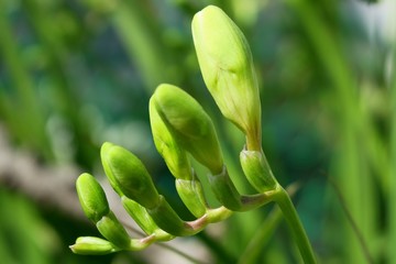 a thin sprig on which buds of white flowers grow