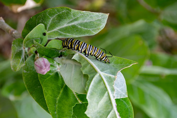 Monarch caterpillar inching along on a leaf