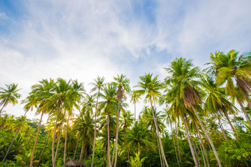 Naklejka na ściany i meble Nature landscape of paradise tropical beach with coconut tree