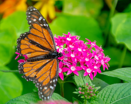 Monarch butterfly sitting on a pink flower
