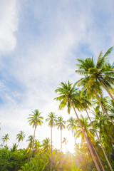 Fototapeta na wymiar Nature landscape of paradise tropical beach with coconut tree