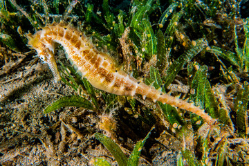 Sea ​​horse in the Red Sea Colorful and beautiful, Eilat Israel