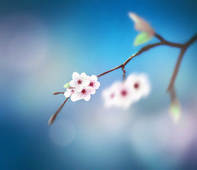 Beautiful floral spring abstract background of nature. Branch of blossoming on blue sky background.